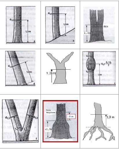 Gambar 7. Ilustrasi posisi pengukuran diameter pohon pada berbagai kondisi. 