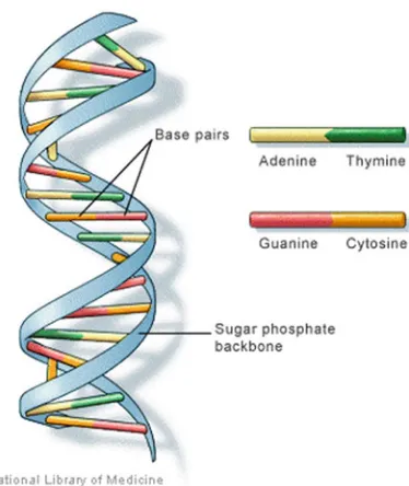 Fig. 1.1 DNA structure [6]