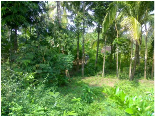 Gambar 1.2 Lahan Pekarangan 