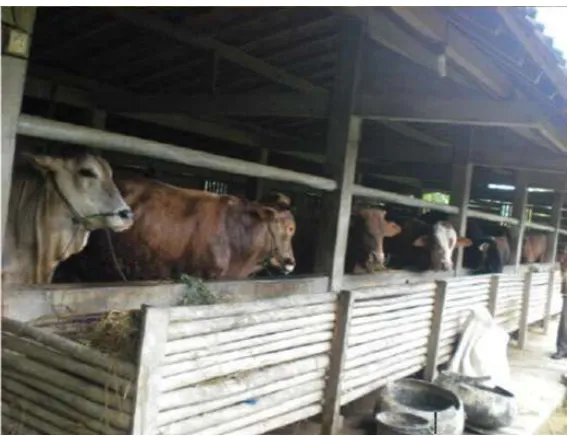 Gambar 2. Peternakan Sapi pada Sistem Integrated Bio Cycle Farming 