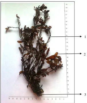Gambar 1.    Makroskopik tumbuhan segar  rumput laut (Sargassum ilicifolium (Turner) C