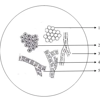 Gambar 4.  Mikroskopik serbuk simplisia rumput laut (Sargassum ilicifolium (Turner) C