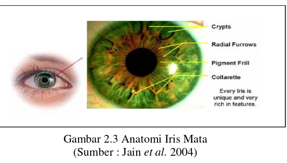 Gambar 2.3 Anatomi Iris Mata 