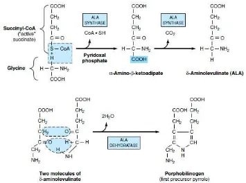 Gambar 2.2. Pembentukan heme dari Glisin + Suksinil-KoA sampai porphobilinogen (Harper, 2003) 