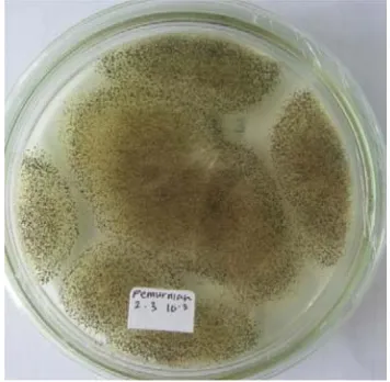 Gambar 1. Pengambilan sampel           Gambar 2. Isolasi mikroba pelarut fosfat 