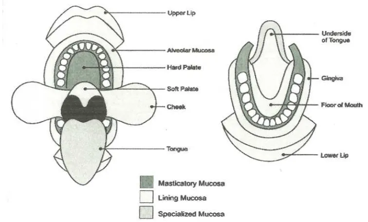 Gambar 1 : Mukosa rongga mulut menurut lokasi dan fungsinya.12 