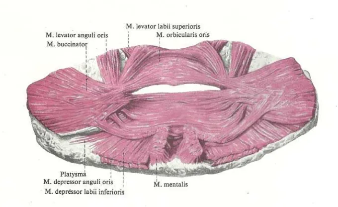 Gambar 2 :  Otot-otot mulut   