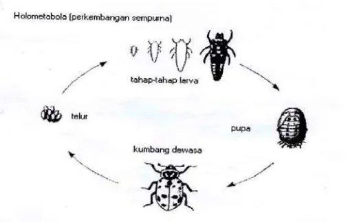 Gambar 2.2 Perkembangan serangga secara Holometabola (Perkembangan sempurna), Sumber : Tarumingkeng (1999) 