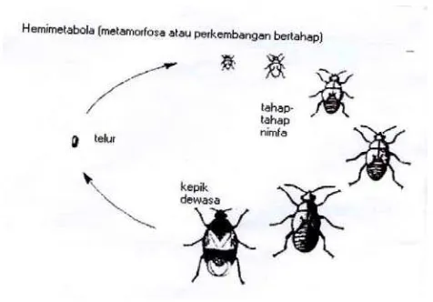Gambar 2.3 Perkembangan serangga secara Hemimetabola (perkembangan 