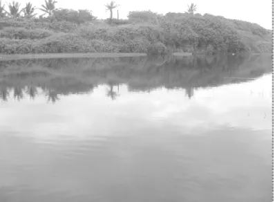 Gambar 1. Kolam tempat budidaya ikan bandeng