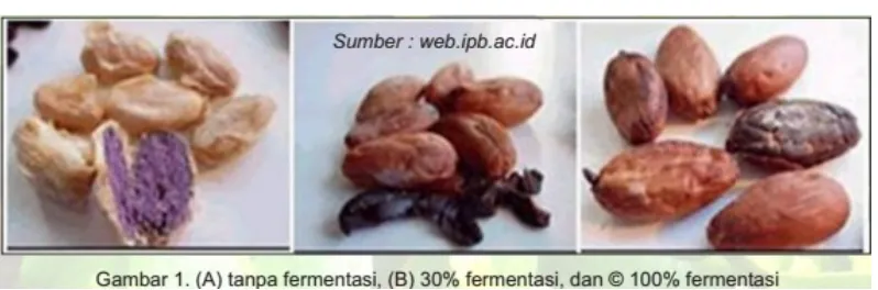Gambar 6. Perbandingan biji kakao yang terfementasi, sebagian terfermentasi, dantanpa fermentasi