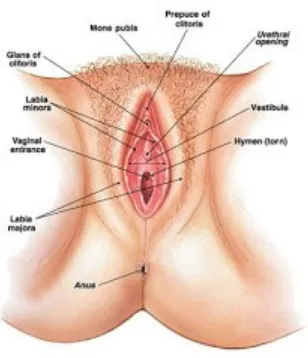 Gambar organ genitalia eksterna