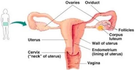 Gambar organ genitalia internal
