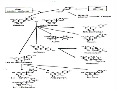 Gambar 2. Biosintesis hubungan antara jenis monomer flavonoida dari alur  asetat 