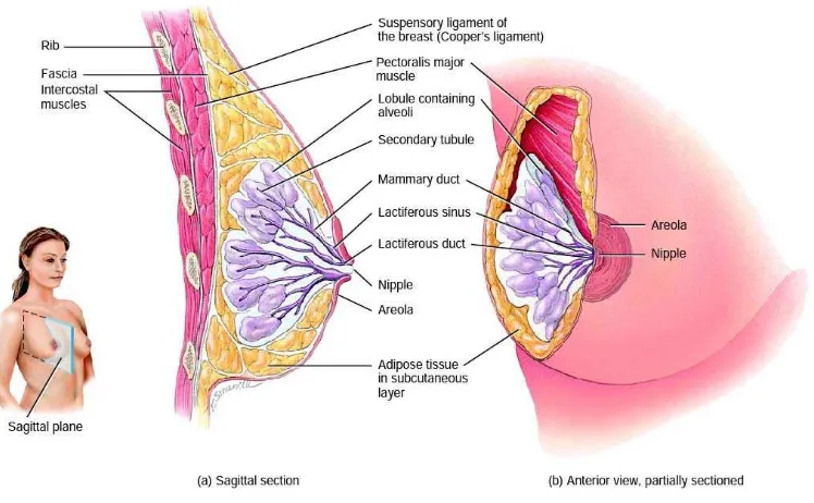 Gambar 2.7. Anatomi Payudara (Tortora & Derrickson, 2009) 