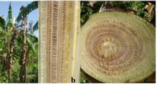 Gambar 2 : Gejala serangan layu Fusarium pisang: a. gejala luar,     b. irisan batang melintang, c