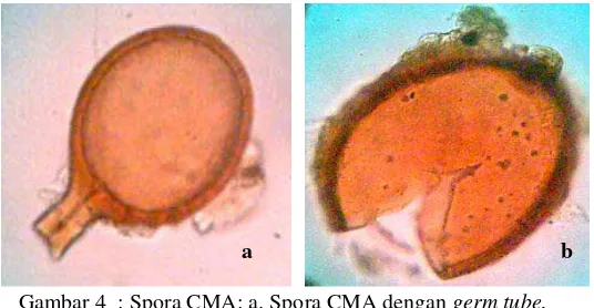Gambar 4  : Spora CMA: a. Spora CMA dengan germ tube, 