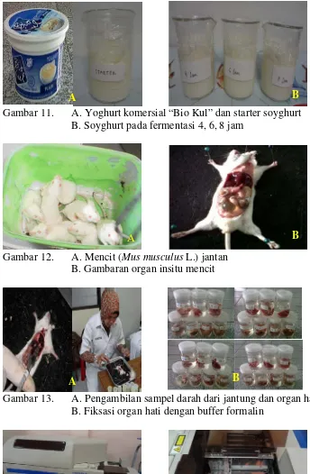 Gambar 11. A. Yoghurt komersial “Bio Kul” dan starter soyghurt 