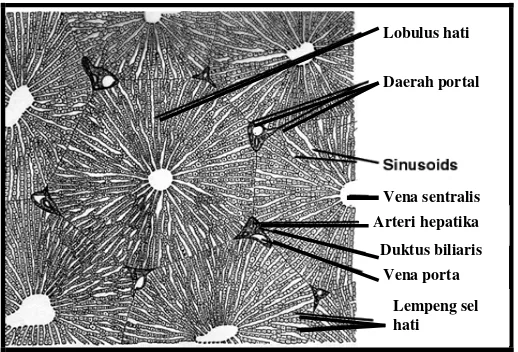 Gambar 2.4.2b. Struktur Mikroskopis Lobulus Hati Manusia 