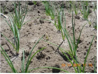 Gambar 1.Tanaman Bawang merah (Allium ascalonicum L.) 