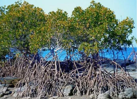 Gambar 1. Mangrove