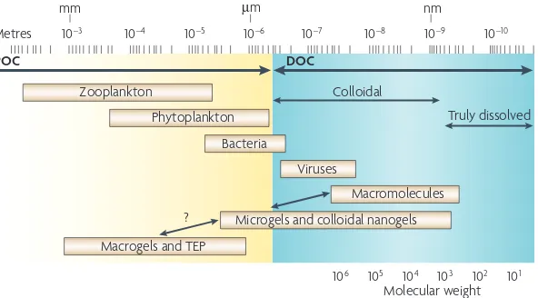 Figure 2 | The size range of organic matter and microbial interactions in the ocean. Organic matter has traditionally been divided into dissolved organic matter and particulate organic matter, based on filtration