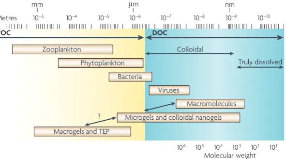 Figure 2 | The size range of organic matter and microbial interactions in the ocean. Organic matter has traditionally been divided into dissolved organic matter and particulate organic matter, based on filtration