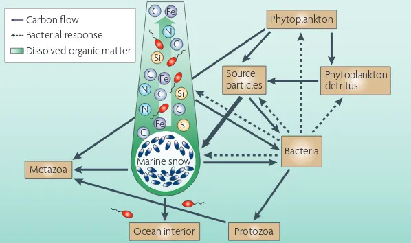 Figure 4 | Microbial cycling of carbon in marine snow. and organic matter to form sinking marine snow plays a major part in ocean ecosystems