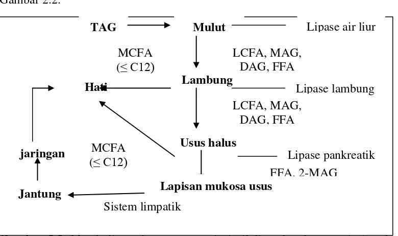 Gambar 2.2  Metabolisme dan transportasi triasilgliserol pada manusia (sumber: Willis et al., 1998) Keterangan: TAG (Triasilgliserol), DAG (Diasilgliserol) , MAG (Monoasilgliserol), MCFA (Medium chain fatty acid /asam lemak rantai sedang), LCFA (Long chain