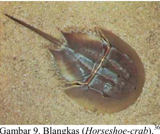 Gambar 9. Blangkas ( Horseshoe-crab).36 