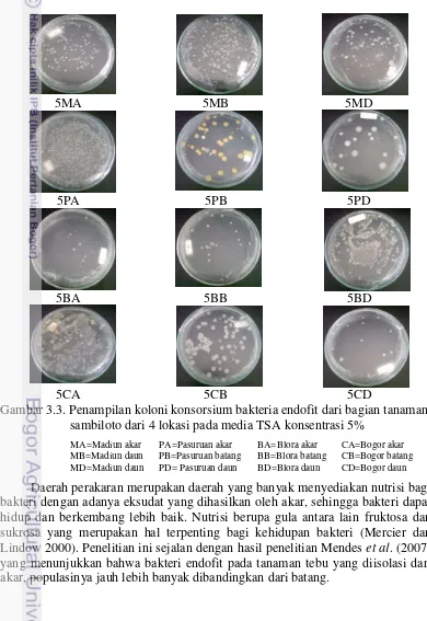 Gambar 3.3. Penampilan koloni konsorsium bakteria endofit dari bagian tanaman 