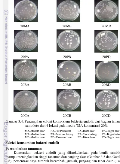 Gambar 3.4. Penampilan koloni konsorsium bakteria endofit dari bagian tanaman 
