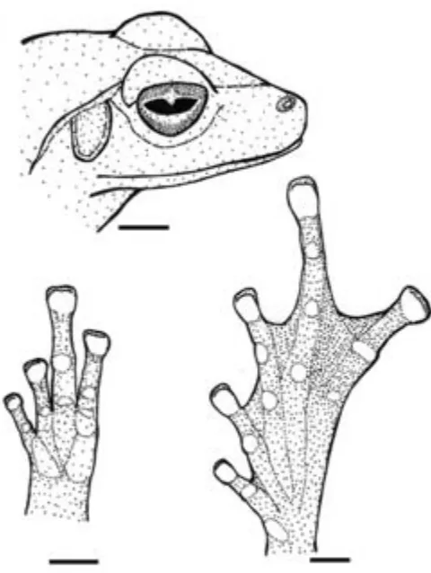 Fig. 1. Lateral view of holotype of Polypedates chlorophthalmus,new species in life (SBC ZRC 1.11531).