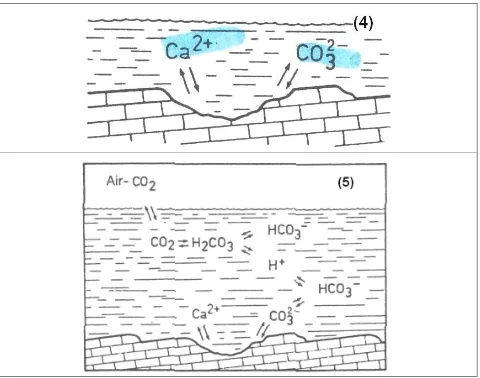 Gambar 3. Proses pelarutan karbonat (4)  yang diiukutioleh pembentukan bikarbonat (5) (Bogli, 1980) 