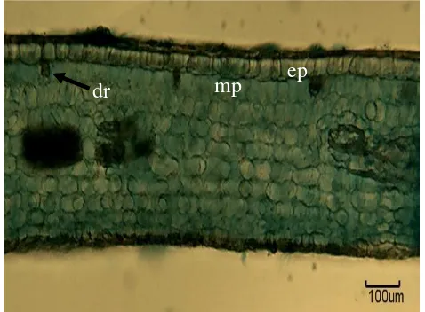 Figure 7: TS of lamina of T. rafflesiae. Scale = 100 µm 