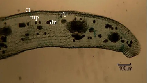 Figure 15: TS of midrib of T. megacarpum. Scale = 100 µm 