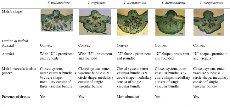 Table 2: Anatomical characteristics of midrib between Tetrastigma species 