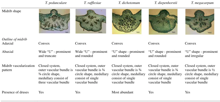 Table 2: Anatomical characteristics of midrib between Tetrastigma species 