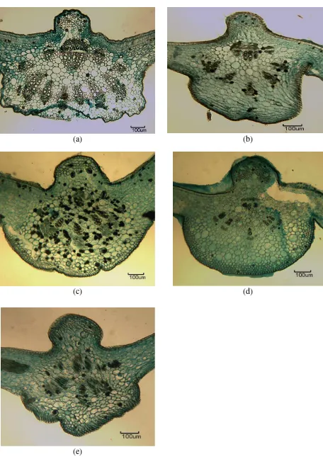 Figure 18: TS of midrib for Tetrastigma a, b, c, d and e = 100 µmpedunculare species studied under light microscopy