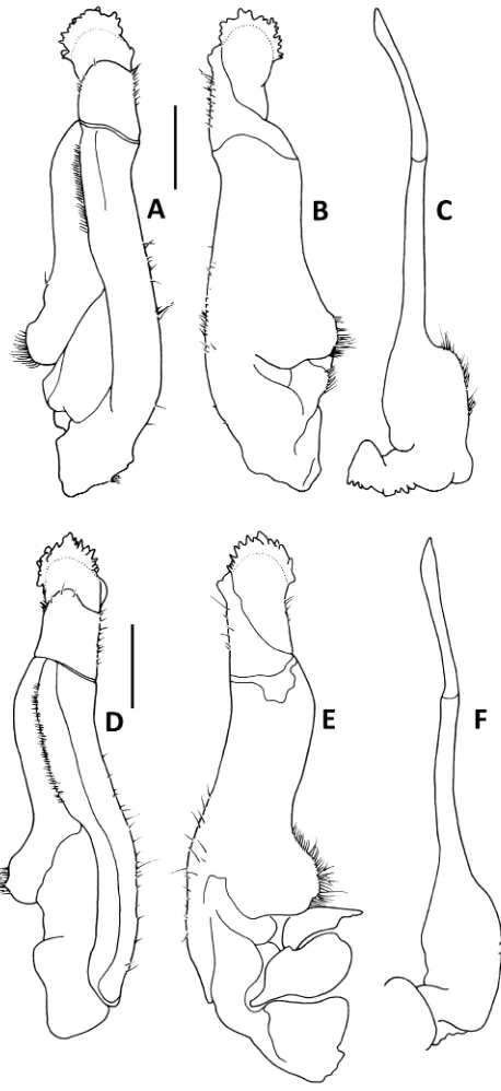 Fig. 1. A-C, Malayopotamon lipkei sp. nov., holotype, male (43.6×37.7 mm) (MZB Cru 2902);D-F, Malayopotamon granulatum (De Man, 1892), male (45.4 × 37.6 mm) (MZB Cru 2905).A, D, ventral view of left G1; B, E, dorsal view of left G1; C, F, left G2