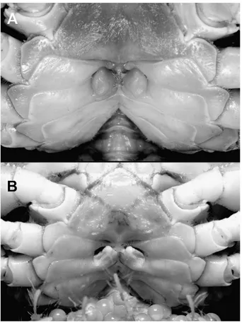 Fig. 3. Ventral views of thoracic sternites. A, Malayopotamon lipkei sp. nov., female (60.9 ×50.6 mm) (ZRC), aquarium trade, supposedly from Cilacap; B, Malayopotamon granulatum(De Man, 1892), ovigerous female (37.7 × 31.9 mm) (ZRC 2000.1076).