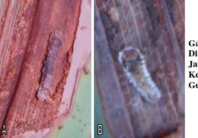 Gambar 3. Larva Kumbang yang Ditemukan telah Mati Akibat Infeksi Jamur pada Daun Nipah (A) dan Kelapa (B) yang Menunjukkan Gejala Kerusakan 