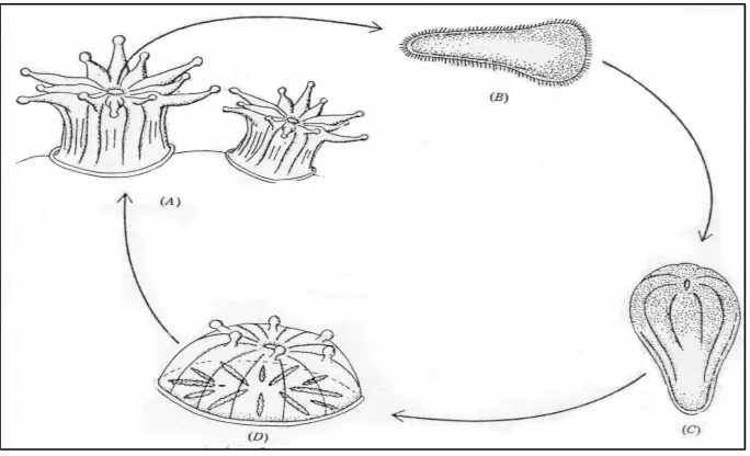 Gambar 2.  Reproduksi Hewan Karang (Nyabaken, 1992).