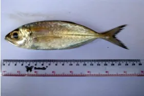 Tabel 1. Morfometrik ikan kembung lelaki Parameter Rata-rata (cm) 