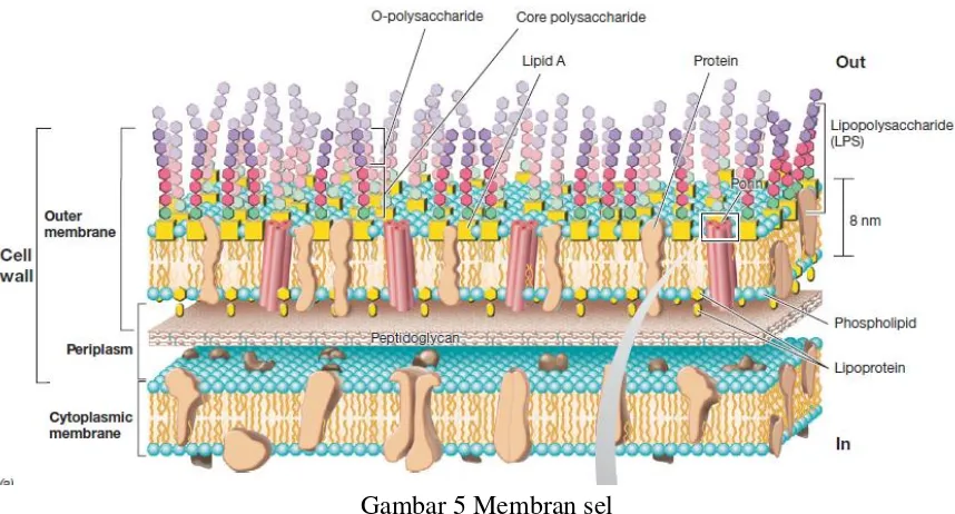 Gambar 5 Membran sel 