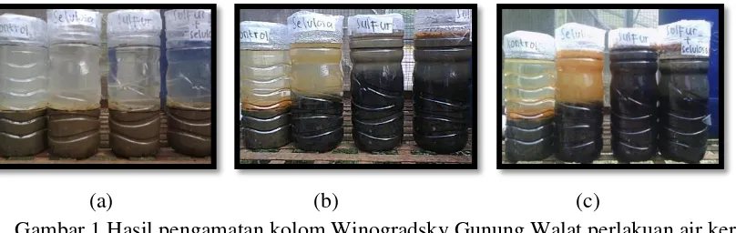 Gambar 2 Hasil pengamatan kolom Winogradsky Gunung Walat perlakuan air sabun 