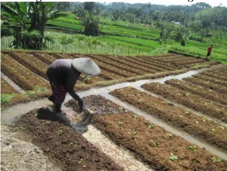 Gambar 35 Petani Padi