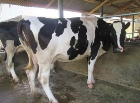 Gambar 37 Sapi Potong