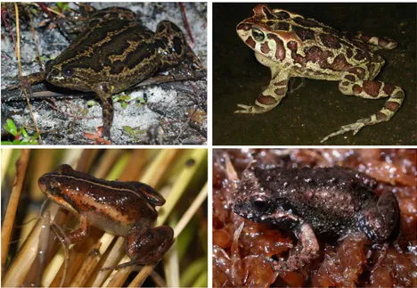 Table Mountain Ghost Frog