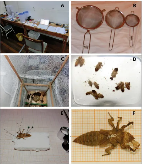 Figure 3. Details of the larval rearing. A laboratory setup with the larvae cages at the left side, B kitchen sieves for catching larvae, C freshly emerged Acrogomphus jubilaris in the emergence container, D typical set of larvae from one location, E exuvi